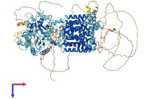 AlphaFold protein structure predicition of Mouse Recombinant Disp2 Protein, UniprotID Q8CIP5 (DISP2 Protein (AA 1-1345) (His tag))