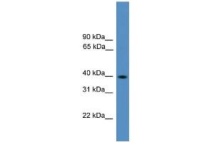 WB Suggested Anti-Pax2 Antibody Titration:  0. (PAX2A 抗体  (Middle Region))