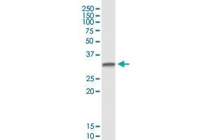 Western Blotting (WB) image for anti-DTW Domain Containing 1 (DTWD1) (AA 1-304) antibody (ABIN2752196)
