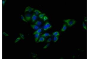 Immunofluorescence staining of Hela cells with ABIN7158058 at 1:13, counter-stained with DAPI. (LRTM1 抗体  (AA 1-212))