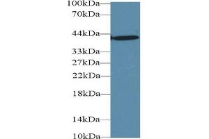 Western Blotting (WB) image for anti-Glutamic-Oxaloacetic Transaminase 1, Soluble (Aspartate Aminotransferase 1) (GOT1) (AA 1-413) antibody (ABIN7426220)
