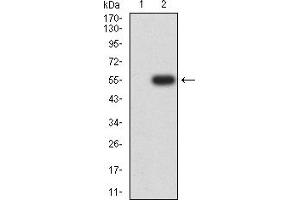 Western blot analysis using CD127 mAb against HEK293 (1) and CD127 (AA: extra 21-239)-hIgGFc transfected HEK293 (2) cell lysate.