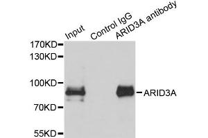 Immunoprecipitation analysis of 150 μg extracts of MCF7 cells using 3 μg ARID3A antibody (ABIN5975618). (ARID3A 抗体)