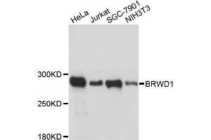 Western blot analysis of extracts of various cell lines, using BRWD1 antibody (ABIN6290119) at 1:3000 dilution. (BRWD1 抗体)