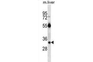 Western Blotting (WB) image for anti-RAS, Dexamethasone-Induced 1 (RASD1) antibody (ABIN2997144) (RASD1 抗体)