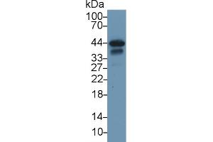 Detection of TNNT2 in Rat Heart lysate using Polyclonal Antibody to Troponin T Type 2, Cardiac (TNNT2) (Cardiac Troponin T2 抗体  (AA 1-289))