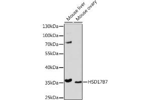 Western blot analysis of extracts of various cell lines, using HSD17B7 Rabbit pAb (ABIN7267812) at 1:1000 dilution.