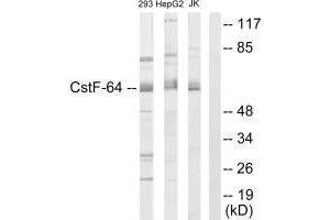 Western blot analysis of extracts from 293 cells. (CSTF2 抗体  (N-Term))