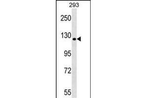 TBC1D1 Antibody (Center) (ABIN1538537 and ABIN2848892) western blot analysis in 293 cell line lysates (35 μg/lane). (TBC1D1 抗体  (AA 617-645))