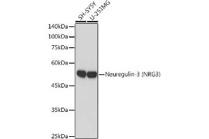 Western blot analysis of extracts of various cell lines, using Neuregulin-3 (Neuregulin-3 (NRG3)) antibody (ABIN7268859) at 1:1000 dilution. (Neuregulin 3 抗体)