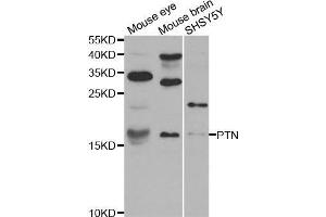 Western blot analysis of extracts of various cell lines, using PTN antibody. (Pleiotrophin 抗体)
