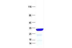 Validation with Western Blot (C3orf58 Protein (His tag))