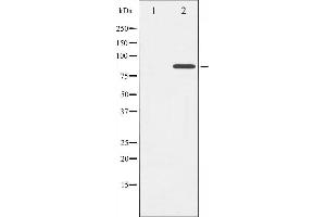 Western blot analysis of Cortactin phosphorylation expression in H2O2 treated HeLa whole cell lysates,The lane on the left is treated with the antigen-specific peptide. (Cortactin 抗体  (pTyr421))