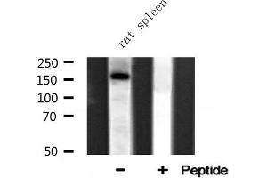 Western blot analysis of FYCO1 expression in Rat spleen lysate