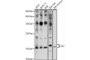 Western blot analysis of extracts of various cell lines, using IL7 antibody (ABIN3022322, ABIN3022323, ABIN3022324, ABIN1513090 and ABIN6218736) at 1:1000 dilution. (IL-7 抗体  (AA 26-177))