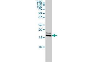 Western Blotting (WB) image for anti-Non-Metastatic Cells 1, Protein (NM23A) Expressed in (NME1) (AA 1-152) antibody (ABIN562003)