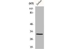 Western Blot analysis of MCF7 cells using Carbonyl Reductase 3 Polyclonal Antibody (CBR3 抗体  (Internal Region))