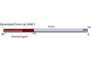 Image no. 1 for anti-Aurora Kinase B (AURKB) (AA 2-124) antibody (ABIN968358) (Aurora Kinase B 抗体  (AA 2-124))
