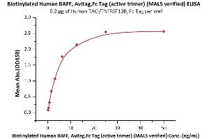 Immobilized Human TACI/TNFRSF13B, Fc Tag (ABIN5674644,ABIN6253675) at 2 μg/mL (100 μL/well) can bind Biotinylated Human BAFF, Avitag,Fc Tag (active trimer) (MALS verified) (ABIN3137675,ABIN4369372) with a linear range of 0. (BAFF Protein (AA 134-285) (AVI tag,Fc Tag,Biotin))