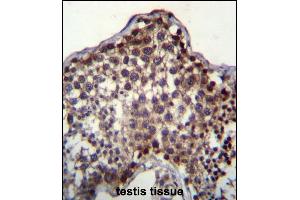 PQLC2 Antibody (C-term) (ABIN657031 and ABIN2846205) immunohistochemistry analysis in formalin fixed and paraffin embedded human testis tissue followed by peroxidase conjugation of the secondary antibody and DAB staining. (PQLC2 抗体  (C-Term))