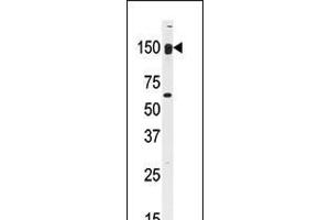 Western blot analysis of anti-CLASP2 Antibody in mouse kidney tissue lysates (35ug/lane). (CLASP2 抗体  (C-Term))