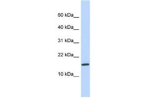Western Blotting (WB) image for anti-Non-Protein Coding RNA 114 (NCRNA00114) antibody (ABIN2458958) (NCRNA00114 抗体)