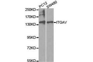 Western Blotting (WB) image for anti-Integrin alpha V (ITGAV) antibody (ABIN1873308) (CD51 抗体)