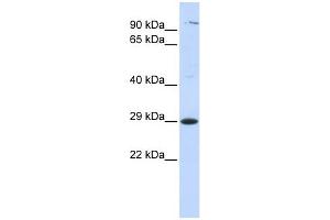 Tetraspanin 2 antibody used at 1 ug/ml to detect target protein. (Tetraspanin 2 抗体  (Middle Region))