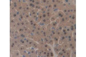 #VALUE! (CDKN1B 抗体  (AA 2-197))