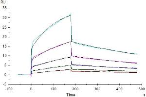 Human NKp30, hFc Tag captured on CM5 Chip via Protein A can bind Human B7-H6, His Tag with an affinity constant of 23.