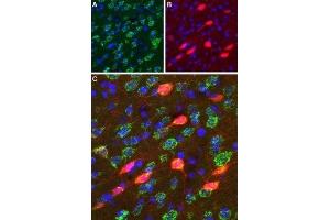 Expression of DRD3 in rat striatum  - Immunohistochemical staining of perfusion-fixed frozen rat brain sections using Anti-D3 Dopamine Receptor (extracellular) Antibody (ABIN7043109, ABIN7044231 and ABIN7044232), (1:100). (DRD3 抗体  (Extracellular, N-Term))