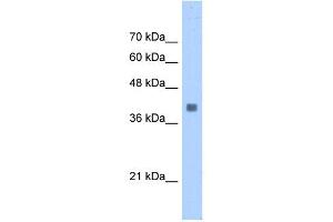 ALDOA antibody used at 0. (ALDOA 抗体  (N-Term))