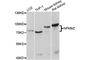 Western blot analysis of extracts of various cell lines, using NFKBIZ antibody (ABIN4904529) at 1:1000 dilution.
