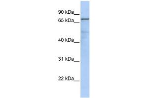 WB Suggested Anti-GMPS Antibody Titration:  0. (GMP Synthase 抗体  (Middle Region))