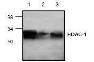 Image no. 1 for anti-Histone Deacetylase 1 (HDAC1) (C-Term) antibody (ABIN127232) (HDAC1 抗体  (C-Term))