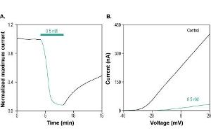 δ-Dendrotoxin blocks KV1. (delta-Dendrotoxin 蛋白)