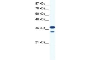 Western Blotting (WB) image for anti-LIM Homeobox 3 (LHX3) antibody (ABIN2460467) (LHX3 抗体)