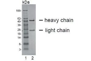 SDS-PAGE analysis of purified HT-12D8 monoclonal antibody. (CEACAM20 抗体)