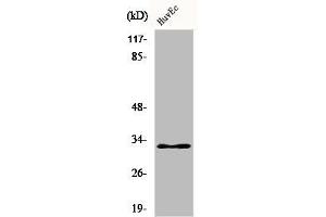 Western Blot analysis of HuvEc cells using COX6c Polyclonal Antibody (COX6C 抗体  (Internal Region))