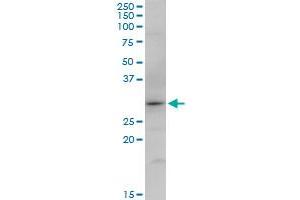SNX12 MaxPab polyclonal antibody. (SNX12 抗体  (AA 1-172))