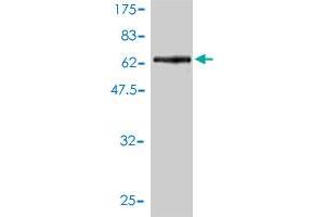 Western Blot detection against Immunogen (66. (OBFC1 抗体  (AA 1-368))