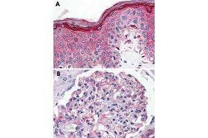 Immunohistochemical staining of formalin-fixed, paraffin-embedded human skin (A) and human kidney (B) tissue after heat-induced antigen retrieval. (Serotonin Receptor 1E 抗体  (3rd Cytoplasmic Domain))