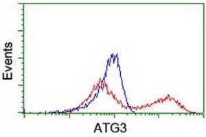 Image no. 5 for anti-ATG3 Autophagy Related 3 (ATG3) antibody (ABIN1496760) (ATG3 抗体)
