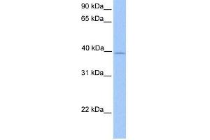 ZFP92 antibody used at 0. (ZNF92 抗体  (Middle Region))