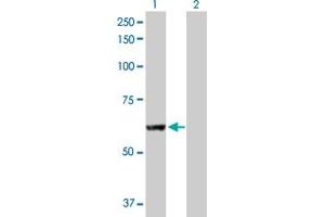 Western Blot analysis of PNPLA2 expression in transfected 293T cell line by PNPLA2 MaxPab polyclonal antibody. (PNPLA2 抗体  (AA 1-504))