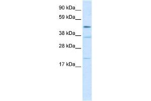 Western Blotting (WB) image for anti-TEA Domain Family Member 1 (SV40 Transcriptional Enhancer Factor) (TEAD1) (N-Term) antibody (ABIN2792637)