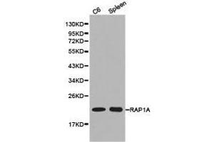 Western Blotting (WB) image for anti-RAP1A, Member of RAS Oncogene Family (RAP1A) antibody (ABIN1874547) (RAP1A 抗体)