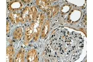 ABIN185553 (4µg/ml) staining of paraffin embedded Human Kidney.
