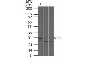Image no. 1 for anti-Lymphocyte Antigen 96 (LY96) antibody (ABIN207711) (LY96 抗体)