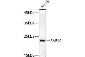 Western blot analysis of extracts of A-549 cells, using R antibody (ABIN6128589, ABIN6146549, ABIN6146550 and ABIN6216493) at 1:1000 dilution. (RAB14 抗体  (AA 126-215))
